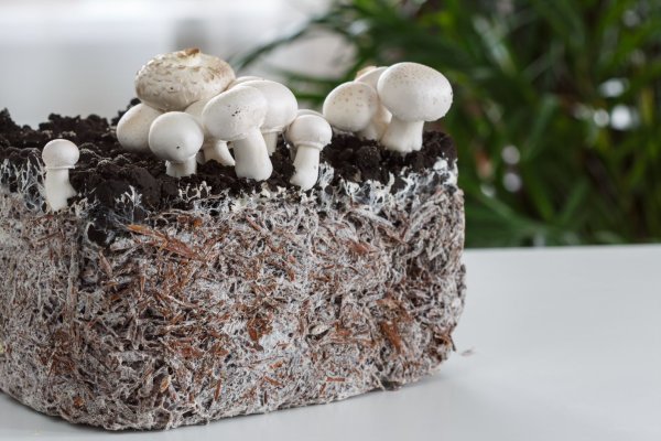 Dùng nấm thay bê tông để xây nhà: Cuộc cách mạng trong kiến trúc bền vững