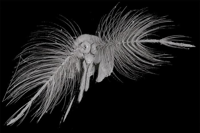 mosquito-scan