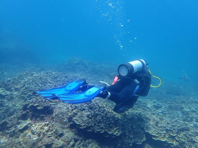 Phát hiện loài rong nâu vôi hóa cực hiếm tại Nha Trang